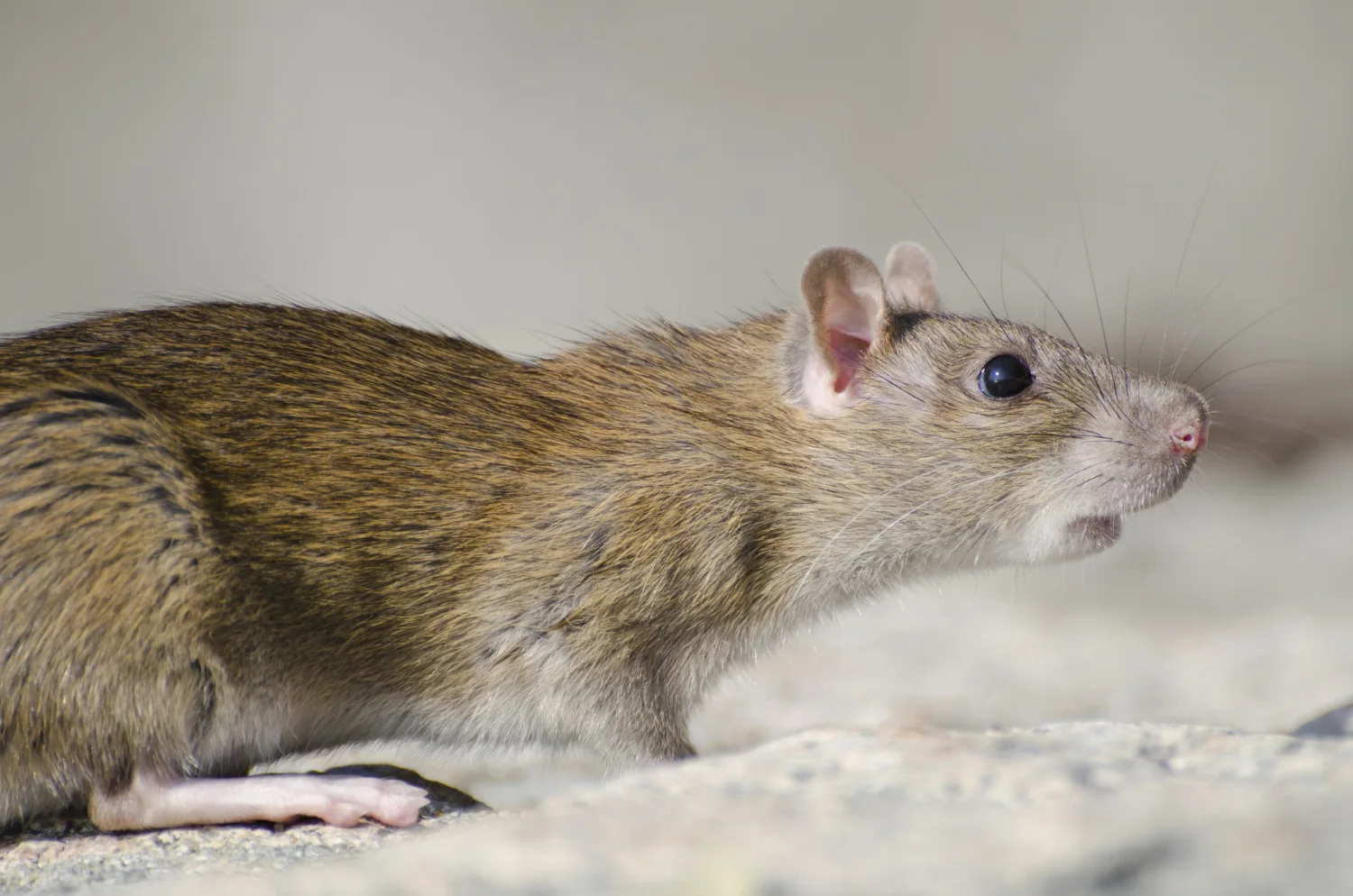 dératisation lannion rat et souris