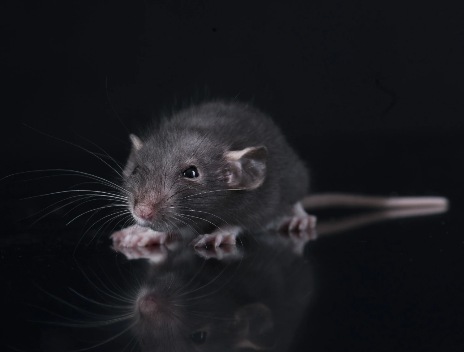 destruction infestation rats et souris